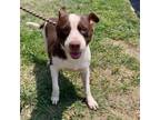Adopt Emily a White - with Tan, Yellow or Fawn Pit Bull Terrier / Labrador