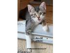 Adopt Allie a Domestic Shorthair / Mixed (short coat) cat in Spring