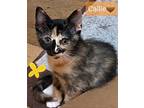Adopt Callie a Brown or Chocolate Calico / Mixed (long coat) cat in Willingboro