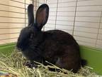 Adopt Flip a Other/Unknown / Mixed rabbit in Lincoln, NE (38753837)