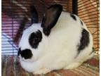 Adopt Beatrice a English Spot / Mixed rabbit in Napa, CA (38850804)