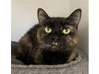 Adopt Ritz Carlton a Tortoiseshell Domestic Shorthair / Mixed (short coat) cat