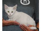 Adopt Lyric a White Domestic Shorthair (short coat) cat in Parsons