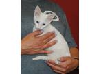 Adopt Harmony a White Domestic Shorthair (short coat) cat in Parsons