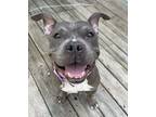 Adopt Marble a Gray/Silver/Salt & Pepper - with White Pit Bull Terrier / Mixed