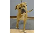 Adopt PTH Toby a Tan/Yellow/Fawn - with White American Pit Bull Terrier / Mixed
