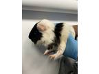 Adopt Mask a Guinea Pig small animal in Brooklyn, NY (38813313)