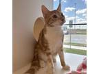 Adopt Arnie Ray a Orange or Red Domestic Shorthair / Mixed cat in Beaumont