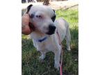 Adopt GATOR a White - with Black Parson Russell Terrier / Mixed dog in Chico