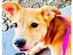 Adopt Amber a Tan/Yellow/Fawn - with White Carolina Dog / Golden Retriever /