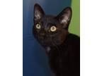 Adopt Pepe Le Pew a Black (Mostly) Domestic Shorthair / Mixed (short coat) cat
