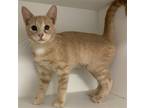 Adopt Spark Plug a Orange or Red (Mostly) Domestic Shorthair / Mixed (short