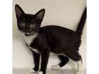 Adopt Steve Irwin a Black & White or Tuxedo Domestic Shorthair / Mixed (short