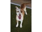 Adopt Peanut a Terrier (Unknown Type, Medium) / Mixed dog in Birmingham