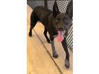 Adopt Yoshi a Belgian Malinois / Blue Heeler / Mixed dog in Norman