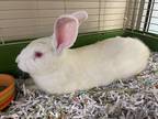Adopt Flop a Other/Unknown / Mixed rabbit in Lincoln, NE (38765843)