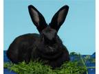 Adopt Mosaiko a Black American / Mixed rabbit in Oakland, CA (38828225)