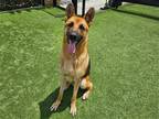 Adopt COACH a Black German Shepherd Dog / Mixed dog in Tustin, CA (38767540)