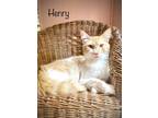 Adopt Henry a Calico or Dilute Calico Domestic Longhair / Mixed (long coat) cat
