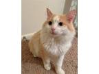 Adopt Leo a Orange or Red (Mostly) Maine Coon / Mixed (long coat) cat in