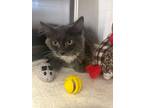 Adopt Bratwurst a Gray or Blue Domestic Mediumhair / Domestic Shorthair / Mixed