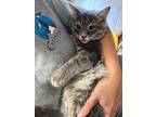 Adopt Sauerkraut a Gray or Blue Domestic Mediumhair / Domestic Shorthair / Mixed