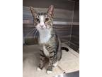 Adopt Tic a Brown Tabby Domestic Shorthair / Mixed (short coat) cat in Hilton