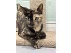 Adopt Ursula a Spotted Tabby/Leopard Spotted Domestic Shorthair cat in San Leon