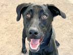 Adopt Hades a Black Mixed Breed (Medium) / Mixed dog in Georgetown