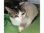 Adopt Serenity a Domestic Shorthair / Mixed (short coat) cat in Henderson