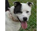 Adopt Spud a Australian Cattle Dog / Mixed dog in Troy, OH (38791905)