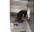 Adopt 2023-08-025 a Domestic Shorthair / Mixed (short coat) cat in Winder