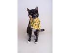 Adopt 23-758C Dolly a All Black Domestic Shorthair / Domestic Shorthair / Mixed