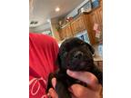 Adopt June aka Everest a Black Labrador Retriever / Mixed dog in Denton