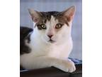 Adopt Vail a Domestic Shorthair / Mixed (short coat) cat in North Fort Myers