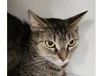 Adopt Grady Lady a Domestic Shorthair / Mixed cat in Lexington, KY (38846956)