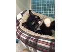 Adopt Bogo a Black & White or Tuxedo Domestic Shorthair / Mixed cat in Land O