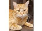 Adopt Cheezit a Orange or Red Domestic Shorthair / Mixed (short coat) cat in