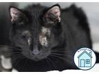 Adopt Kai a All Black Domestic Shorthair / Domestic Shorthair / Mixed cat in