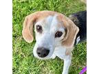 Adopt COURTESY POST Shiny a Tricolor (Tan/Brown & Black & White) Beagle / Mixed