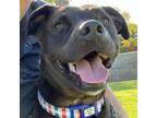 Adopt Kodak a Brown/Chocolate Labrador Retriever / Mixed dog in Long Beach