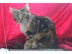 Adopt Mama - 37738 a Calico or Dilute Calico Domestic Mediumhair / Mixed (medium