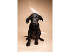 Adopt Waldo a Black Labrador Retriever / Poodle (Standard) / Mixed dog in Morton
