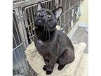 Adopt Kachow! a All Black Domestic Shorthair / Domestic Shorthair / Mixed cat in