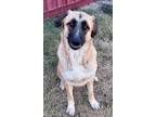 Adopt 53884412 a Brown/Chocolate Anatolian Shepherd / Mixed dog in Fort Worth