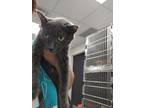 Adopt Patricia a Gray or Blue Domestic Shorthair / Domestic Shorthair / Mixed