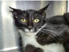 Adopt Zoro a Black & White or Tuxedo Domestic Shorthair / Mixed cat in