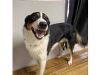 Adopt Dale a Brown/Chocolate Border Collie / Mixed dog in Maryville