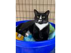 Adopt River a All Black Domestic Shorthair / Domestic Shorthair / Mixed cat in