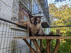 Adopt Fig Newton a Tan or Fawn (Mostly) Siamese / Mixed (short coat) cat in